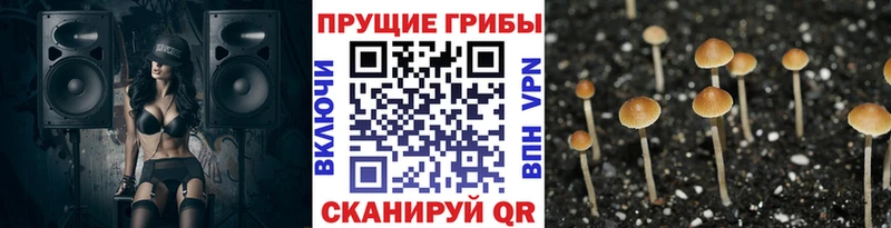 Псилоцибиновые грибы MAGIC MUSHROOMS  сколько стоит  Пойковский 